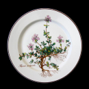 Villeroy & Boch Botanica Salad Plate with Root In...